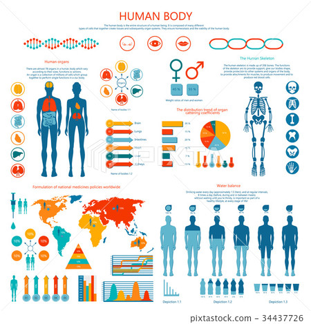 插图素材: concept of human body colored infographic cartoon