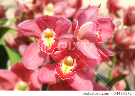 orchidflower,flowerfellfrisk 图库照片: beautiful orchid flower in the park public