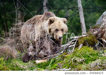 图库照片: brown bear and cub