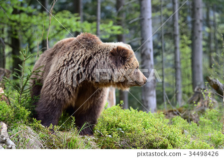 图库照片: big brown bear in the forest