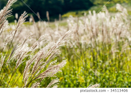 图库照片: 芒草