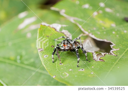 图库照片: jumping spider hyllus on a green leaf