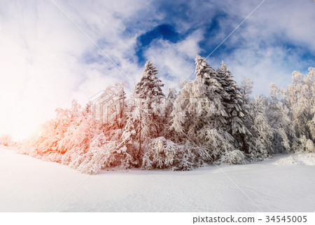图库照片: beautiful tree in the snow on a sunny winter day