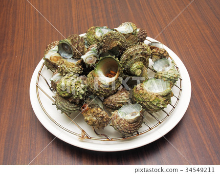 照片素材(图片): turbo sea snail shell