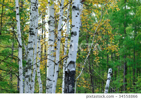 图库照片: white birch trees in the autumn forest
