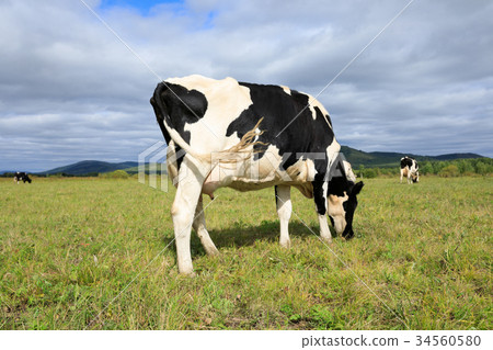 图库照片: cow eating grass at the grassland