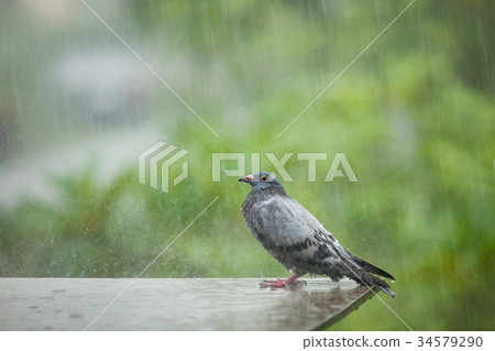 stock photo: homeless pigeon bird standing in hard raining