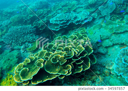 图库照片: 珊瑚 珊瑚礁 水下摄影