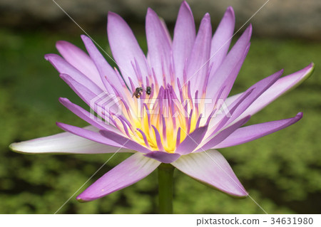 图库照片: beautiful waterlily in water, lotus flower