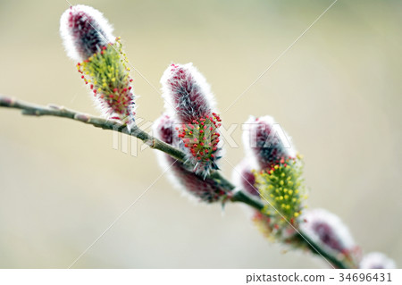 Pussy Willow Bud 02 Stock Photo 34696431 PIXTA