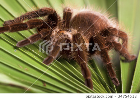 图库照片: tarantula the spider