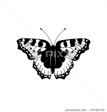 black and white,Blackwidow 插图素材: vector illustration of black and white butterfly