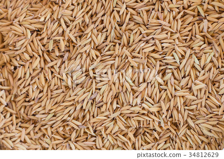 图库照片: closeup paddy rice seed background