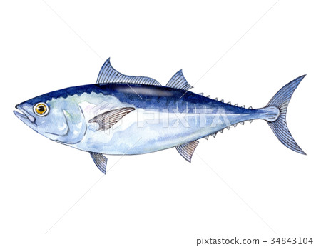 图库插图: 东方蓝鳍鲔 蓝鳍金枪鱼 黑鲔鱼
