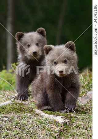 图库照片: brown bear cub
