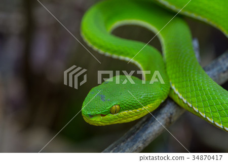 图库照片: close up yellow-lipped green pit viper snake