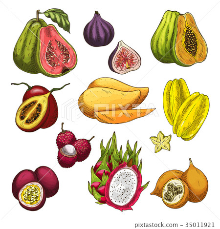 图库插图: exotic fruit tropical farm product sketch set