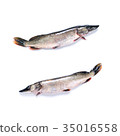 图库照片: river freshwater fish pike