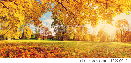 图库照片: trees on the field in autumn