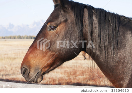 stock photo: equine, horse, side view