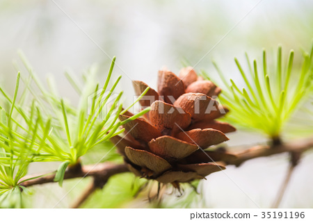 图库照片: pine tree branch with pine-cone, pinecone. macro