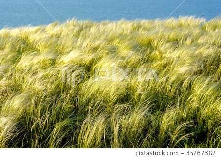 图库照片: field with feather grass stipa beautiful landscape