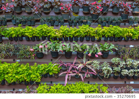 图库照片: vertical garden plant decoration as green wall