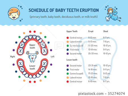 插图素材: schedule of baby teeth eruption. primary teeth