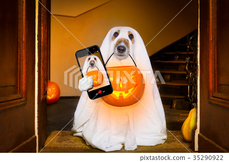 图库照片 halloween ghost dog trick or treat