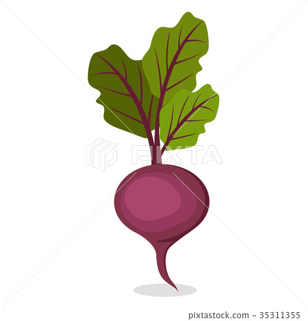 插图素材: organic sweet beet from farm isolated illustration