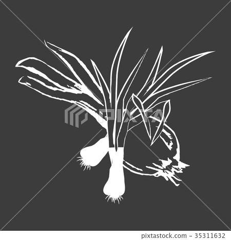 插图素材: leek bunches and bulb onion isolated white outline