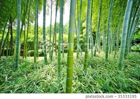 图库照片: 春天竹林