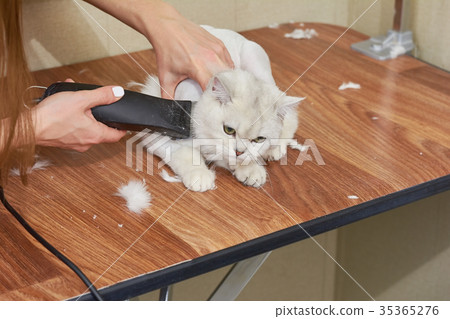 图库照片: british shorthair white grooming.