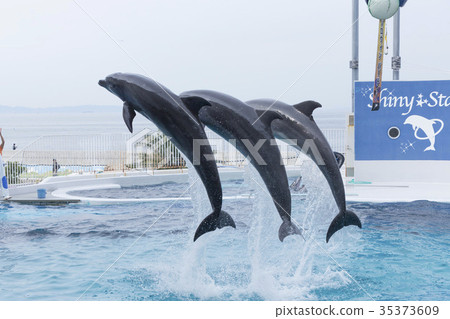 图库照片: 海豚 宽嘴海豚 海豚表演