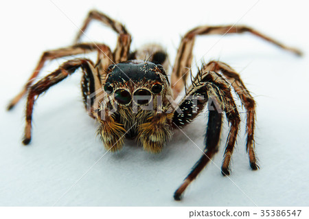 图库照片: close up of jumping spider