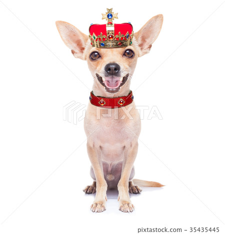 图库照片 crown king dog