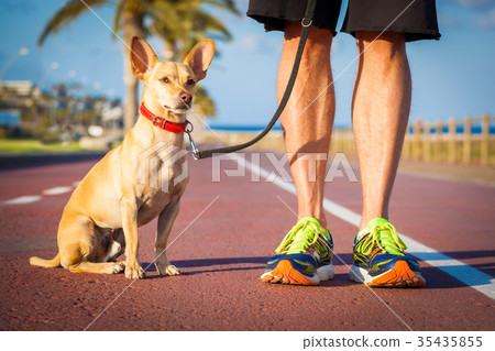 图库照片: dog and owner walking