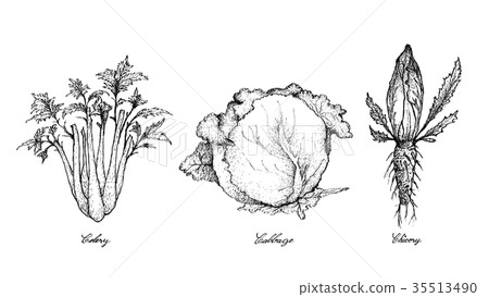 插图素材: hand drawn of celery, cabbage and chicory