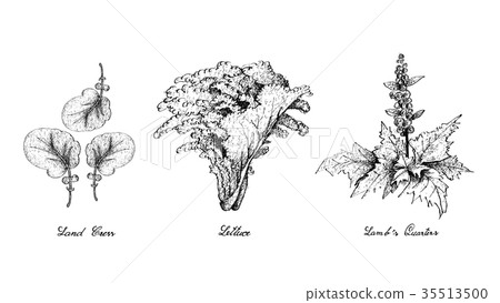 插图素材: hand drawn of land cress, lettuce lambs quarters 查看