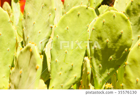 图库照片: green cactus drows