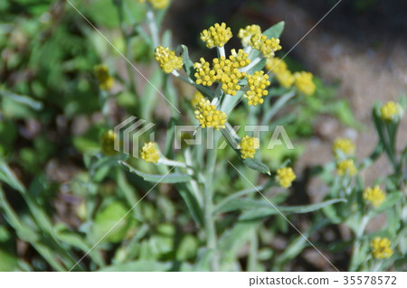 图库照片: 母本草是春天"公约"的七种草药.