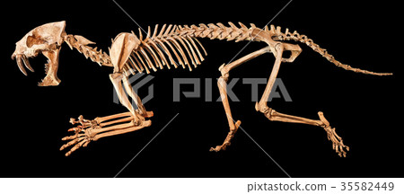 图库照片: saber - toothed tiger skeleton .