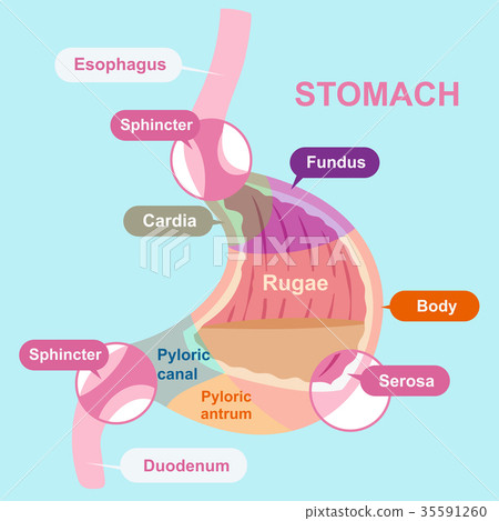 stomach acids, 图库插图: cartoon stomach structure