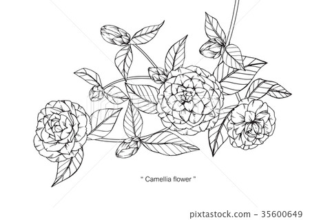 插图素材: camellia flower drawing.