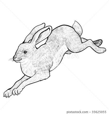 插图素材: illustration jumping hare - hand drawn vector 查看全部