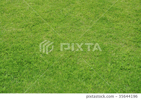 图库照片: green grass texture background