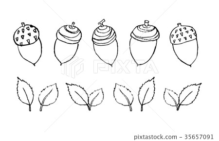 插图素材: 矢量 橡果 坚果