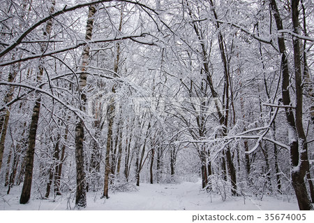 图库照片: winter forest covered snow