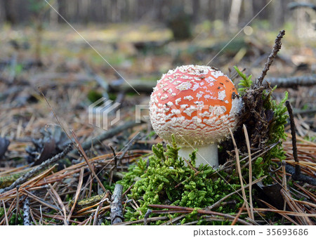 图库照片: red fly agaric mushroom amanita in autumn forest.