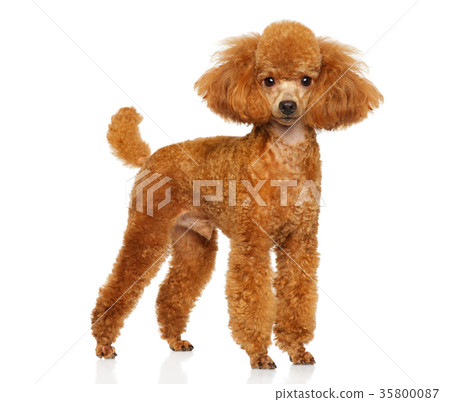 图库照片: miniature poodle puppy